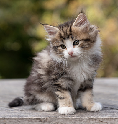 Octavia - 7 weeks old