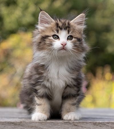 Octavia - 7 weeks old