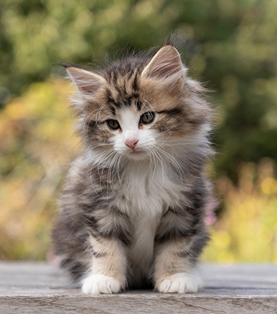Octavia - 7 weeks old