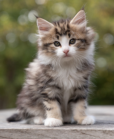 Octavia - 7 weeks old