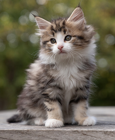 Octavia - 7 weeks old