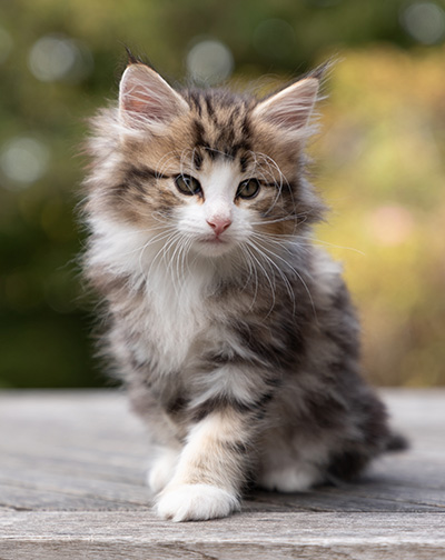 Octavia - 7 weeks old