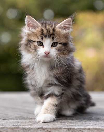 Octavia - 7 weeks old