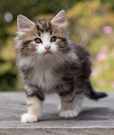 Octavia - 7 weeks old