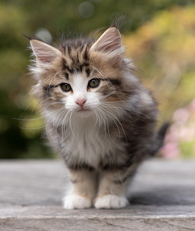 Octavia - 7 weeks old