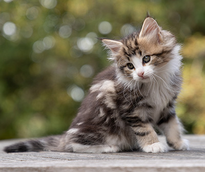 Octavia - 7 weeks old