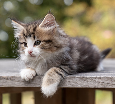 Octavia - 7 weeks old