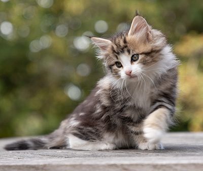 Octavia - 7 weeks old