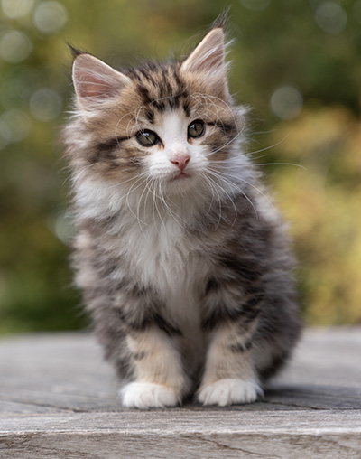 Octavia - 7 weeks old