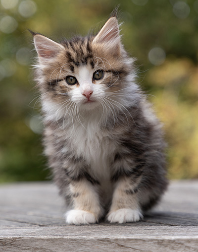 Octavia - 7 weeks old