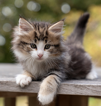 Octavia - 7 weeks old