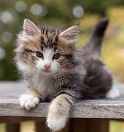 Octavia - 7 weeks old