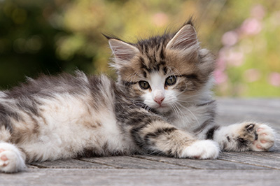 Octavia - 7 weeks old