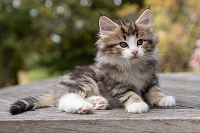 Octavia - 7 weeks old