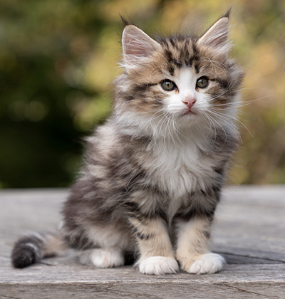 Octavia - 7 weeks old