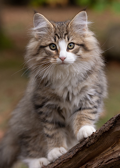 Oliver - 13 weeks old