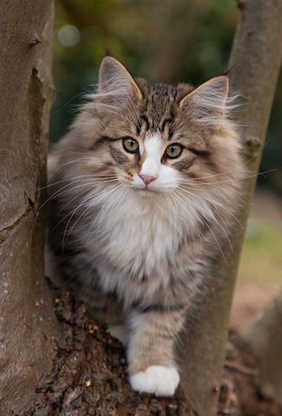 Oliver - 13 weeks old