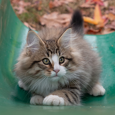 Oliver - 13 weeks old
