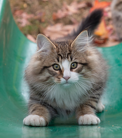Oliver - 13 weeks old
