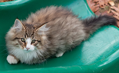 Oliver - 13 weeks old