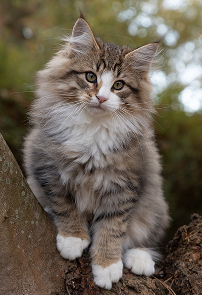 Oliver - 13 weeks old