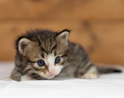 Oliver - 3 weeks old