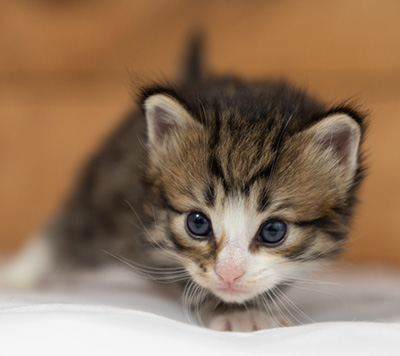 Oliver - 3 weeks old