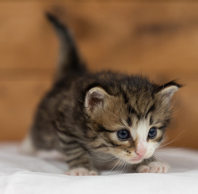 Oliver - 3 weeks old