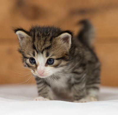 Oliver - 3 weeks old