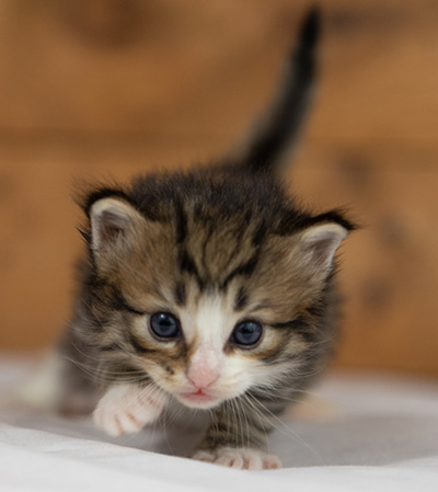 Oliver - 3 weeks old