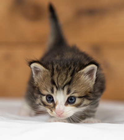Oliver - 3 weeks old