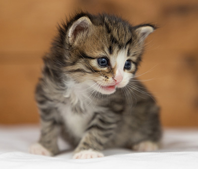 Oliver - 3 weeks old