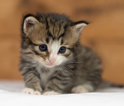 Oliver - 3 weeks old