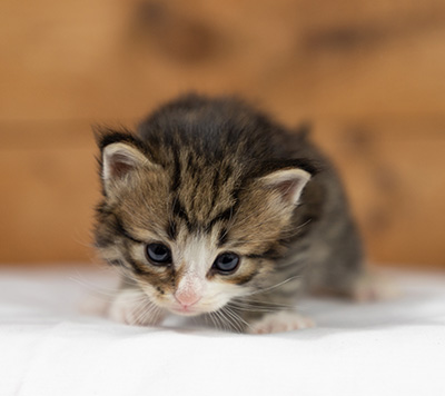 Oliver - 3 weeks old