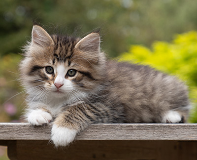 Oliver - 7 weeks old