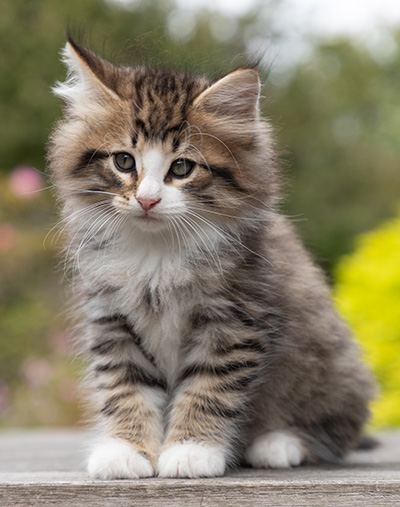 Oliver - 7 weeks old