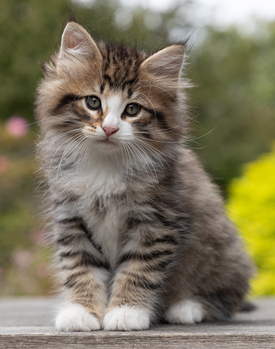 Oliver - 7 weeks old