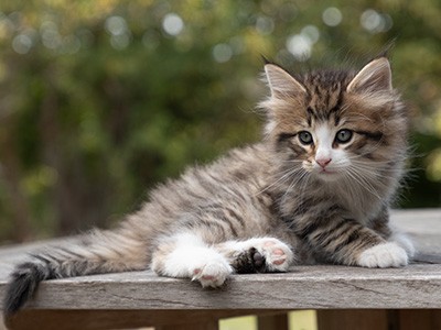 Oliver - 7 weeks old