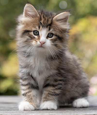 Oliver - 7 weeks old