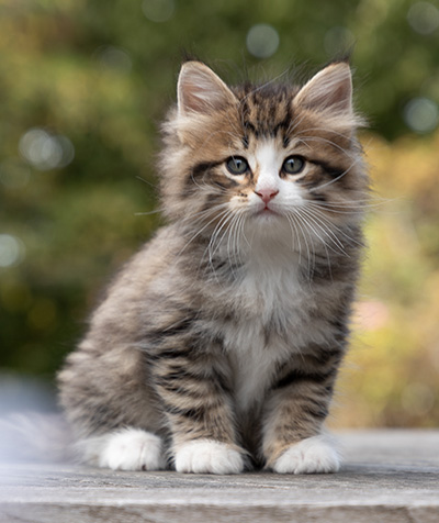 Oliver - 7 weeks old