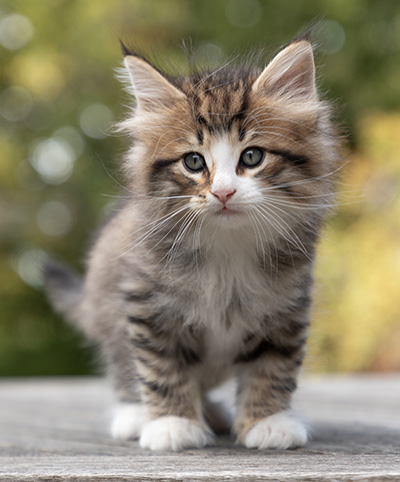 Oliver - 7 weeks old