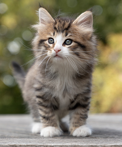 Oliver - 7 weeks old