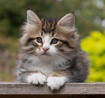 Oliver - 7 weeks old
