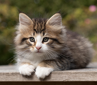Oliver - 7 weeks old