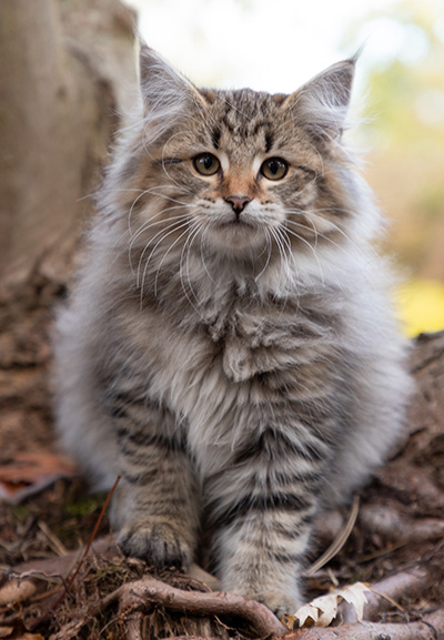 Opale - 13 weeks old