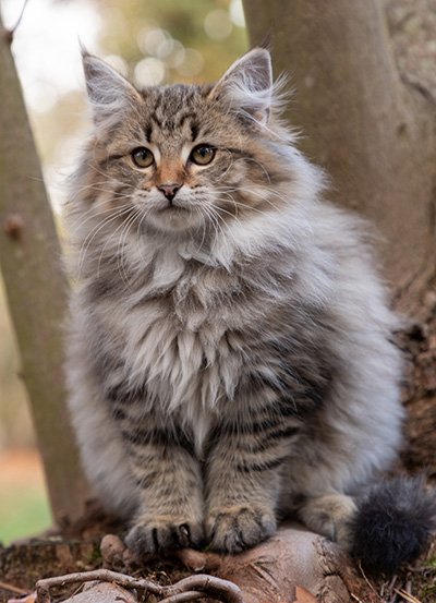 Opale - 13 weeks old
