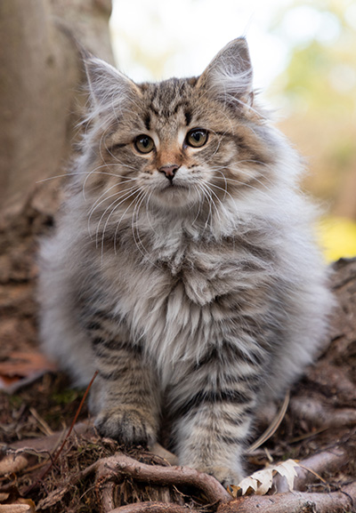 Opale - 13 weeks old