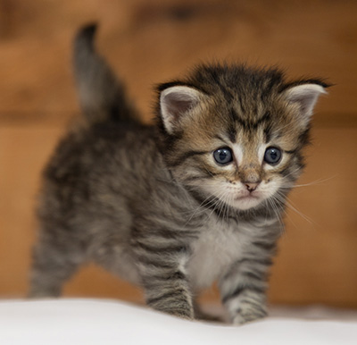 Opale - 3 weeks old