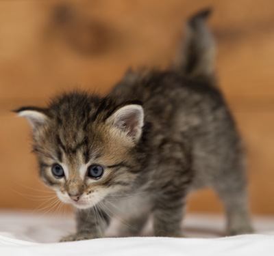 Opale - 3 weeks old