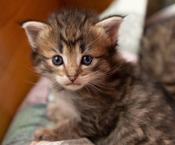 Opale - 3 weeks old